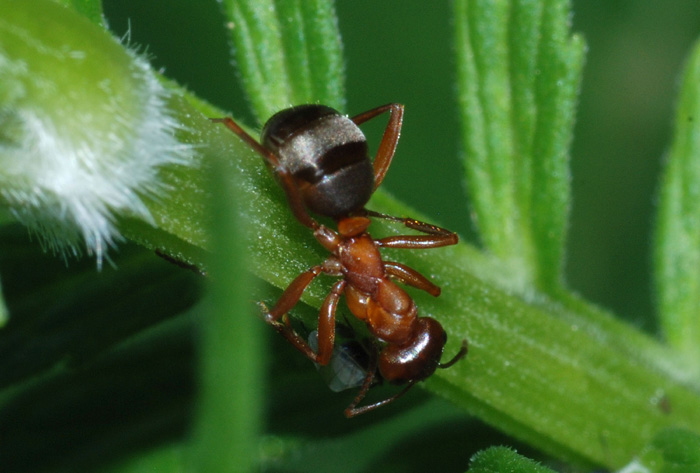 Formica sp.